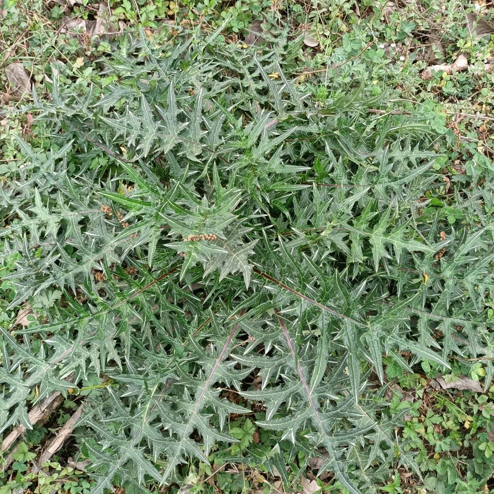 齐鲁晚报：压倒马刺的最后一根稻草(图1)