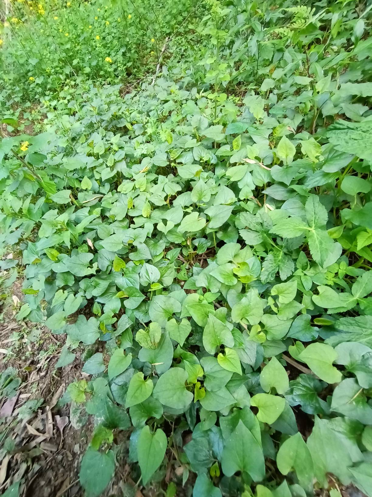 湖北省宜昌市当阳市家种鱼腥草正值产新产地走动缓慢(图1)