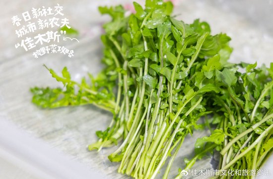 荠菜上市一斤五元不愁卖！专家：注意分辨野菜防止食物中毒(图1)